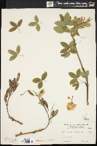 Laburnum alpinum image