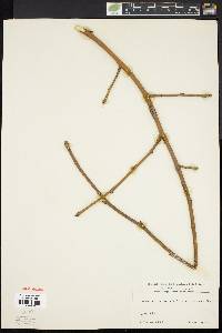 Laburnum alpinum image