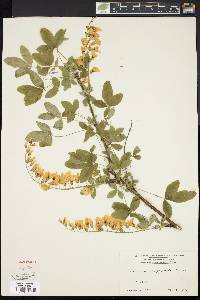 Laburnum anagyroides image