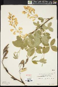 Laburnum anagyroides image