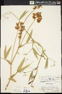 Lathyrus latifolius image