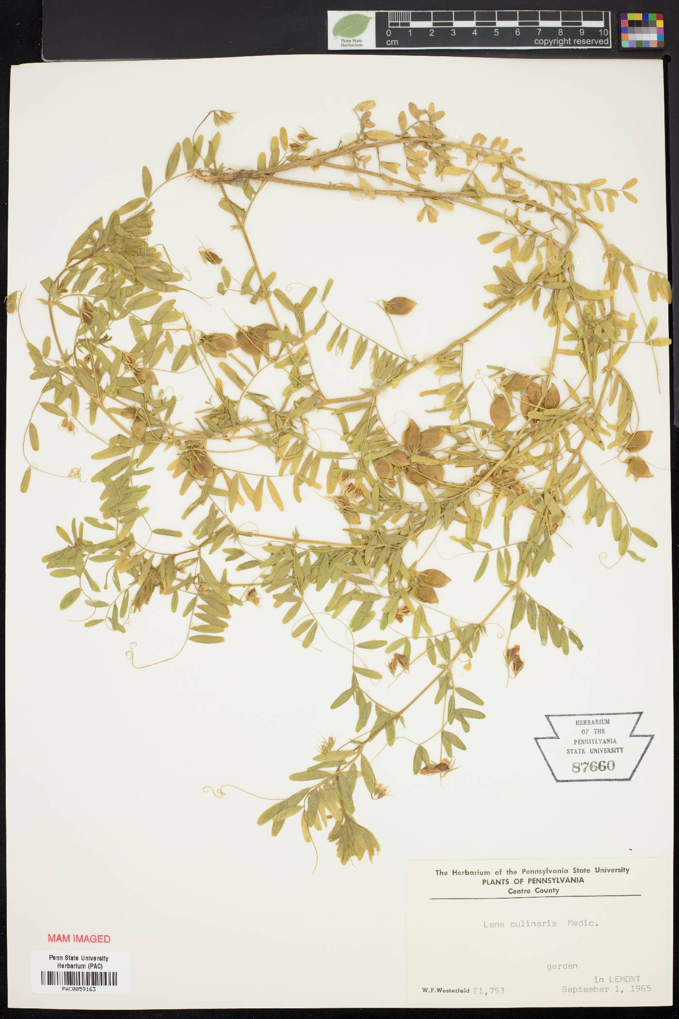 Lens culinaris image