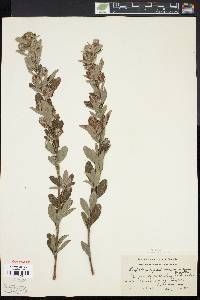 Lespedeza capitata image