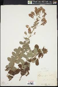 Lespedeza hirta image