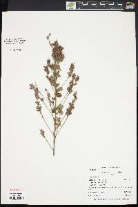 Lespedeza hirta image