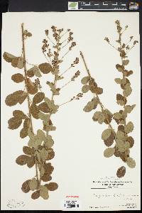 Lespedeza hirta image