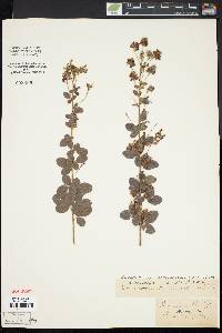 Lespedeza intermedia image