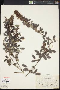 Lespedeza intermedia image