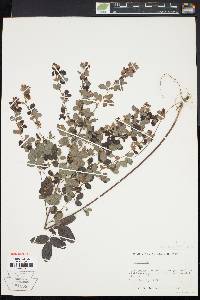 Lespedeza intermedia image