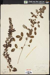 Lespedeza intermedia image