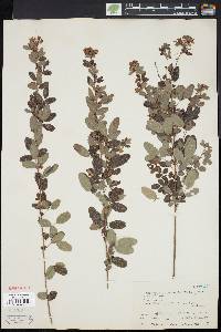 Lespedeza intermedia image