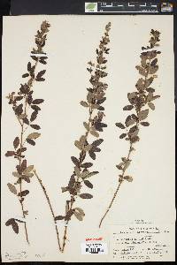 Lespedeza intermedia image