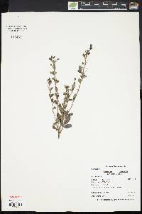 Lespedeza intermedia image