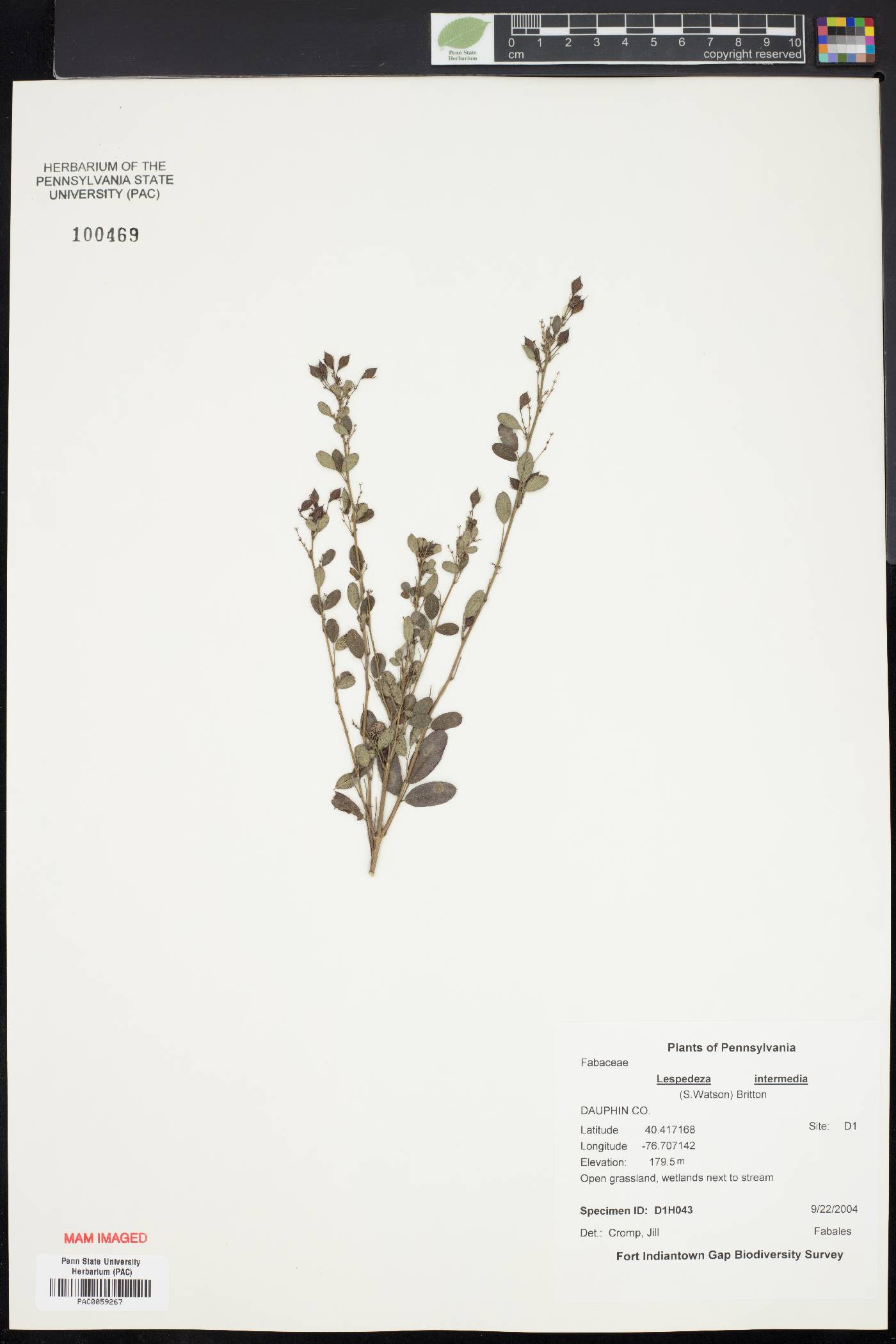 Lespedeza intermedia image