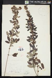 Lespedeza intermedia image