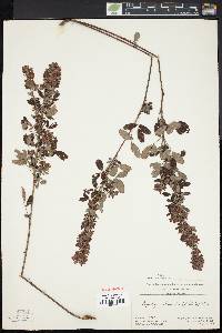 Lespedeza intermedia image