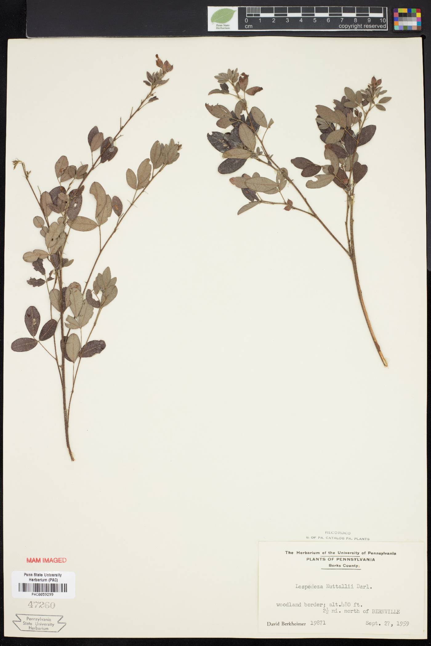 Lespedeza × nuttallii image