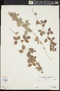 Lespedeza procumbens image