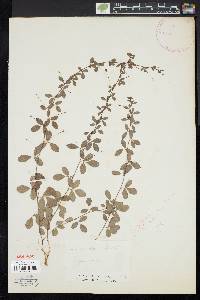 Lespedeza repens image