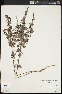 Lespedeza intermedia image