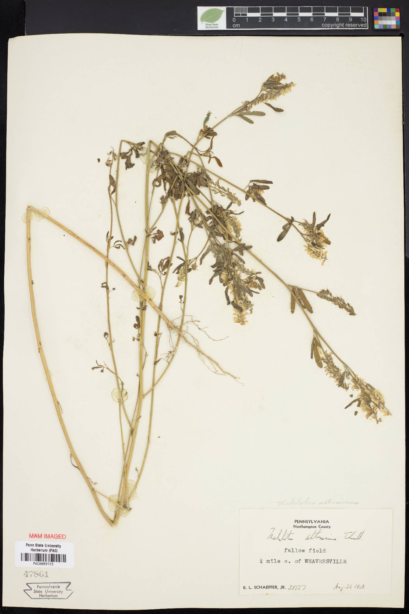 Melilotus altissimus image