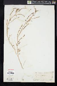 Melilotus parviflora image