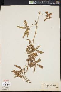 Mimosa pudica image