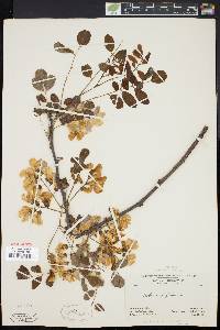 Robinia hispida image