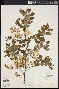 Robinia hispida image