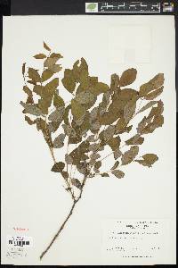 Robinia elliottii image