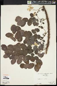 Robinia hispida image