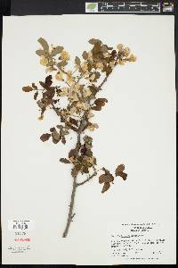 Robinia kelseyi image