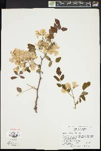 Robinia kelseyi image