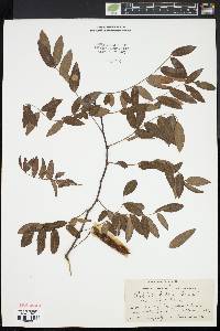 Robinia kelseyi image