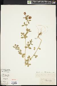 Trifolium aureum image