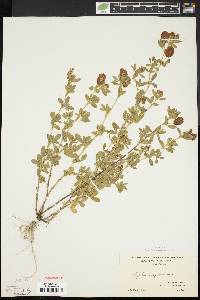 Trifolium aureum image