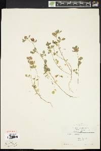 Trifolium aureum image