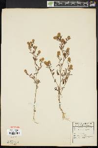 Trifolium arvense image