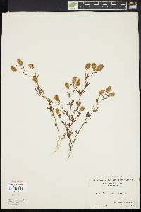 Trifolium arvense image