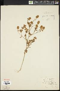 Trifolium arvense image