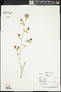 Trifolium aureum image