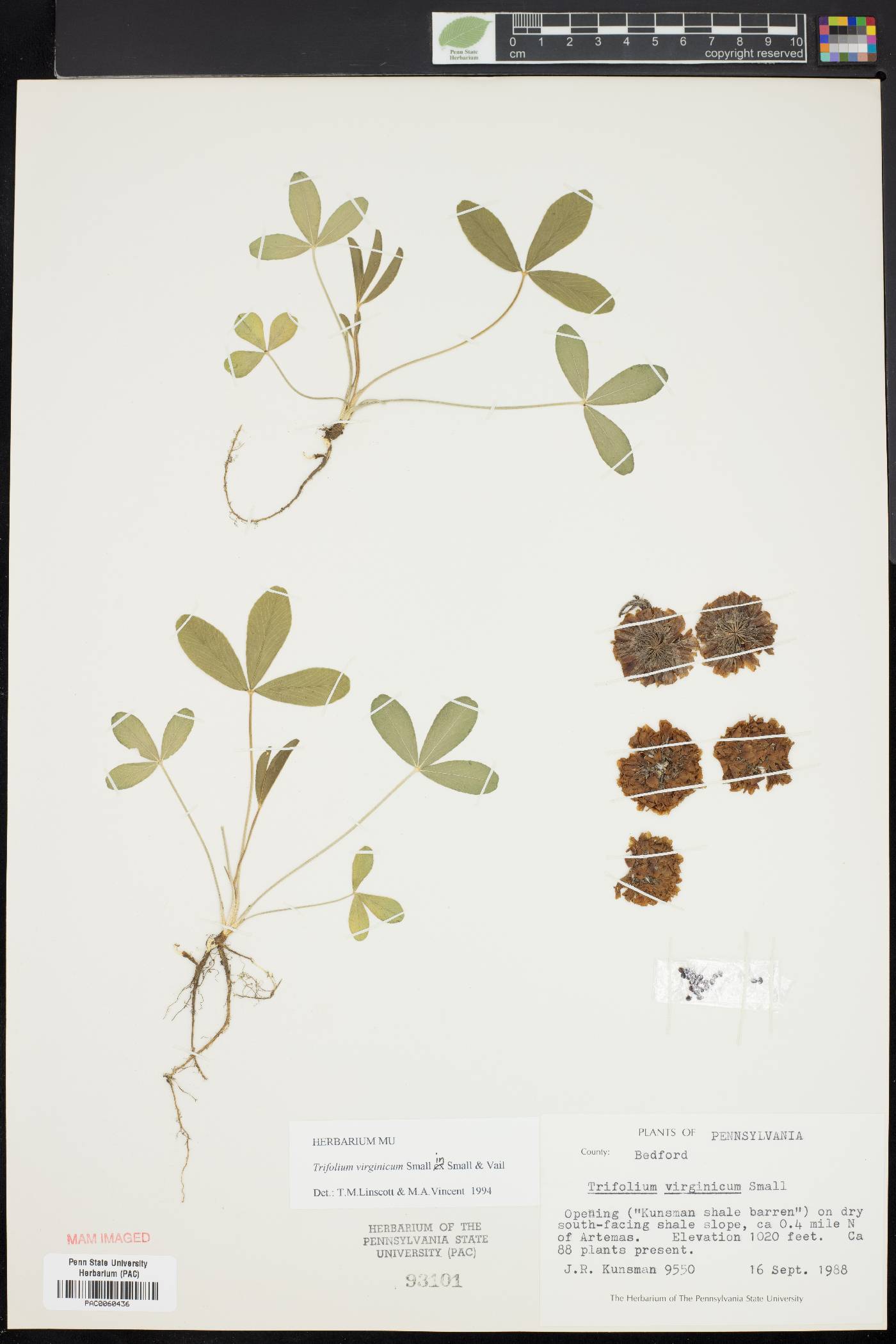 Trifolium virginicum image