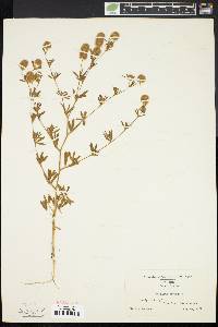 Trifolium arvense image