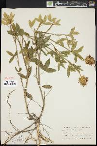 Trifolium pannonicum image