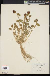 Trifolium incarnatum image