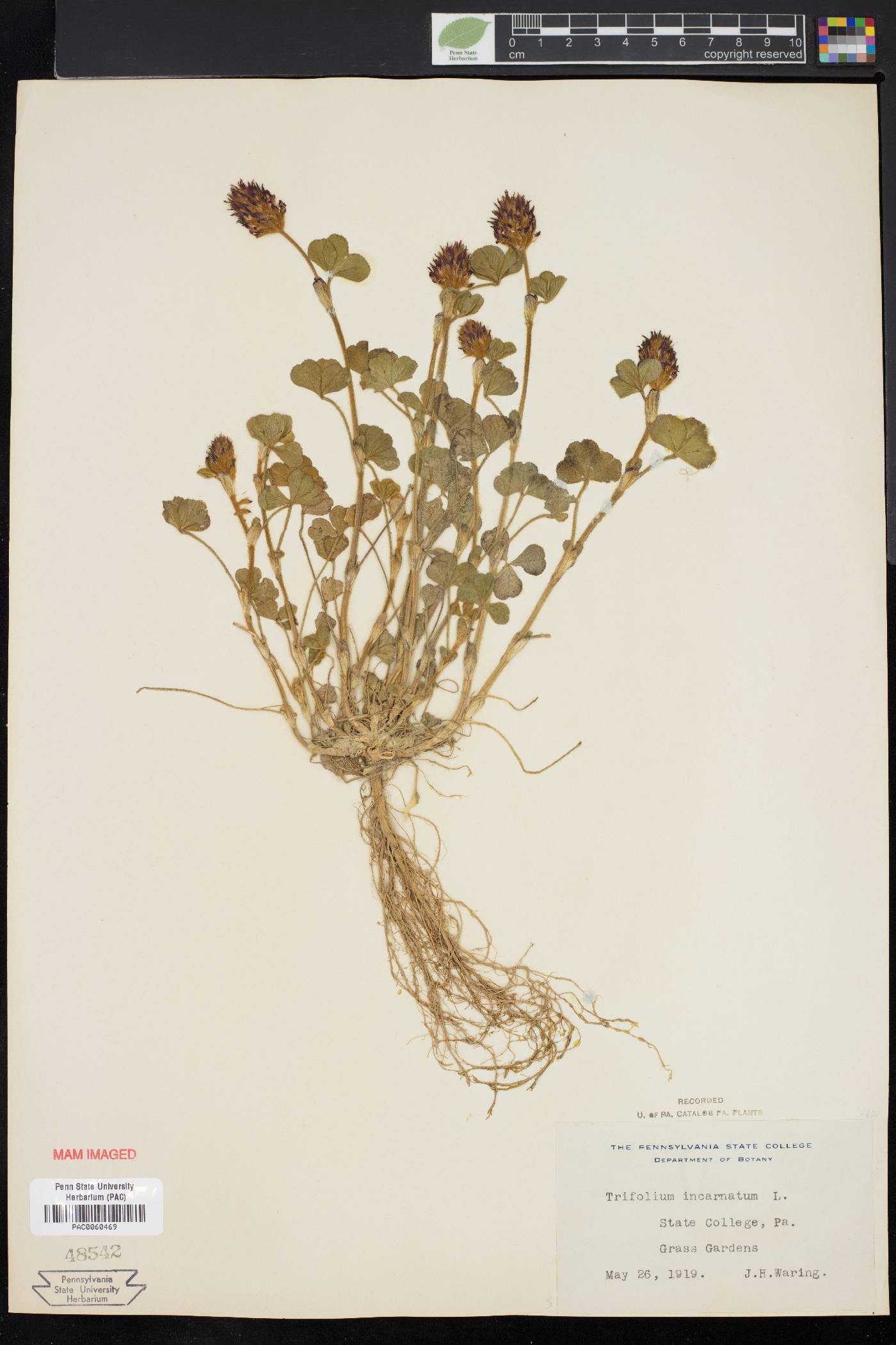 Trifolium incarnatum image