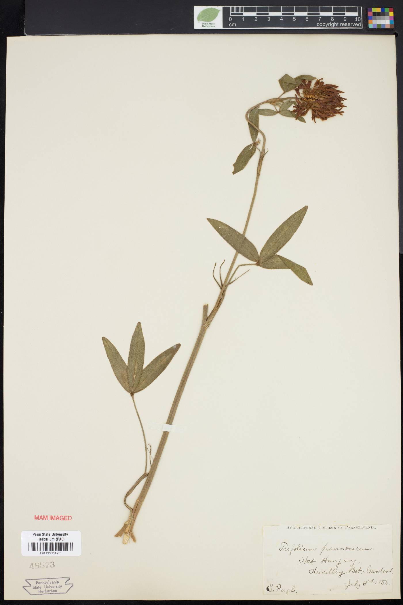 Trifolium pannonicum image