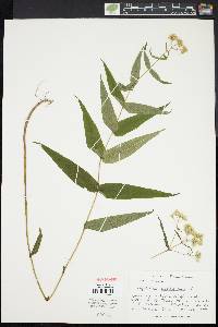 Eupatorium sessilifolium image