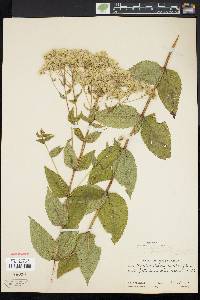 Eupatorium sessilifolium image