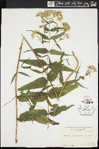 Eupatorium sessilifolium image